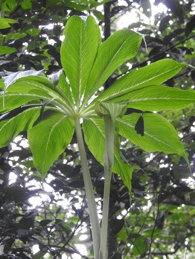Arisaema leschenaultii, photographed by Hopeland