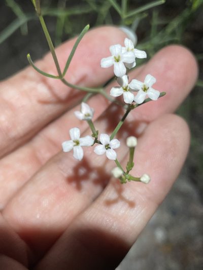 Stenotis brevipes, photographed by Sula Vanderplank
