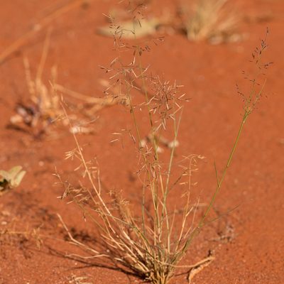 Eragrostis lacunaria, photographed by Kym Nicolson