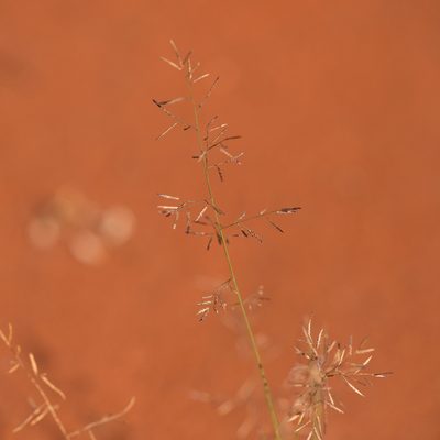 Eragrostis lacunaria, photographed by Kym Nicolson