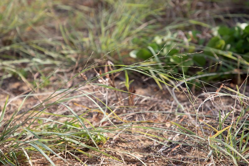 Eragrostis interrupta, photographed by Kym Nicolson