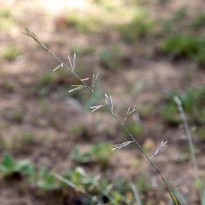 Eragrostis interrupta, photographed by Kym Nicolson