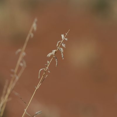 Eragrostis eriopoda, photographed by Kym Nicolson