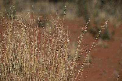 Eragrostis eriopoda, photographed by Kym Nicolson