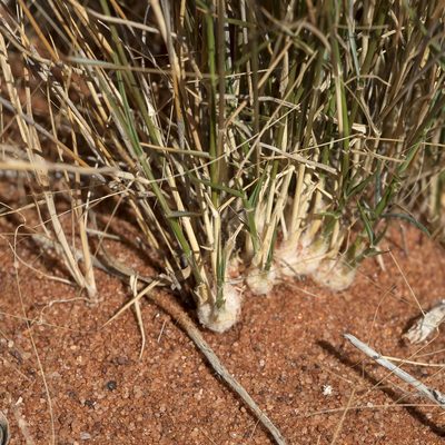 Eragrostis eriopoda, photographed by Kym Nicolson