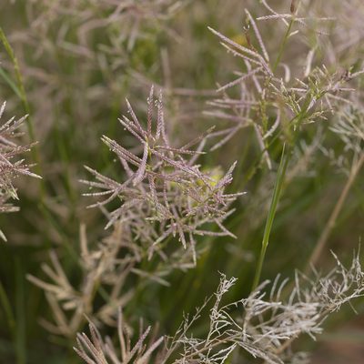 Eragrostis falcata, photographed by Kym Nicolson
