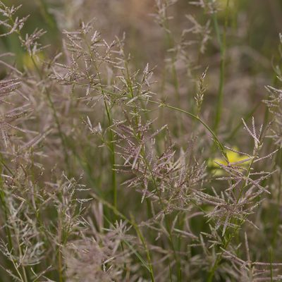 Eragrostis falcata, photographed by Kym Nicolson