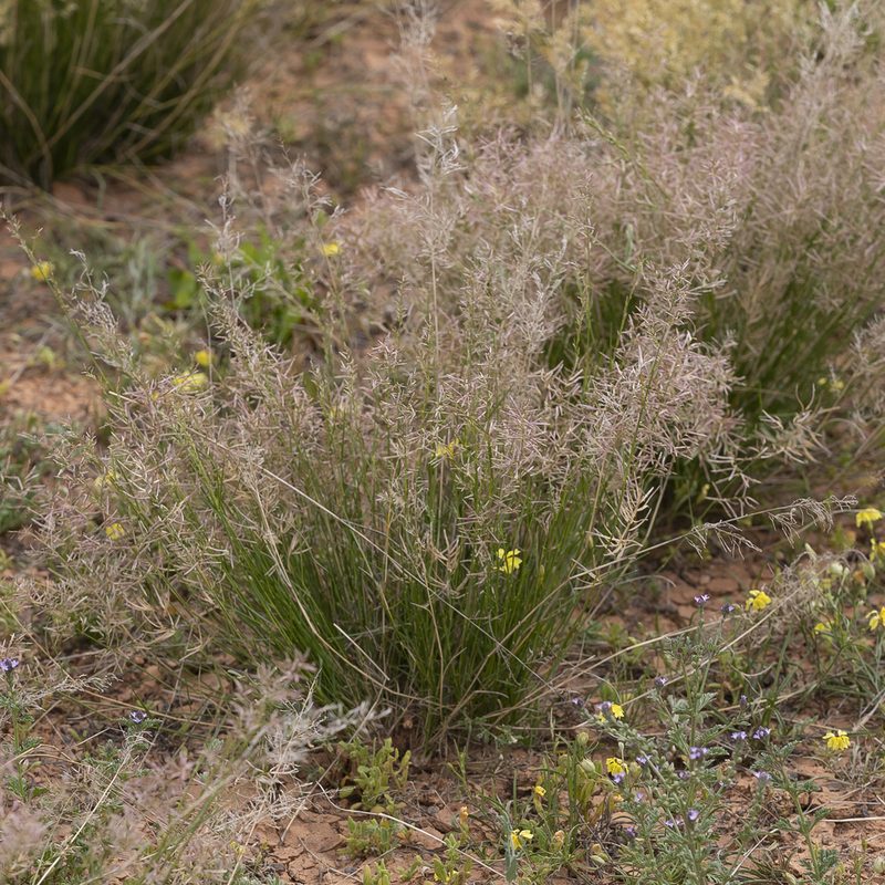 Eragrostis falcata, photographed by Kym Nicolson