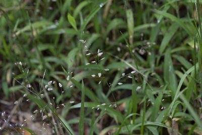 Eragrostis unioloides, photographed by Kym Nicolson