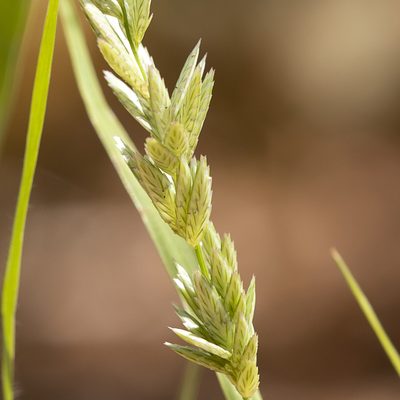 Eragrostis speciosa, photographed by Kym Nicolson