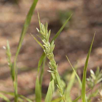 Eragrostis speciosa, photographed by Kym Nicolson