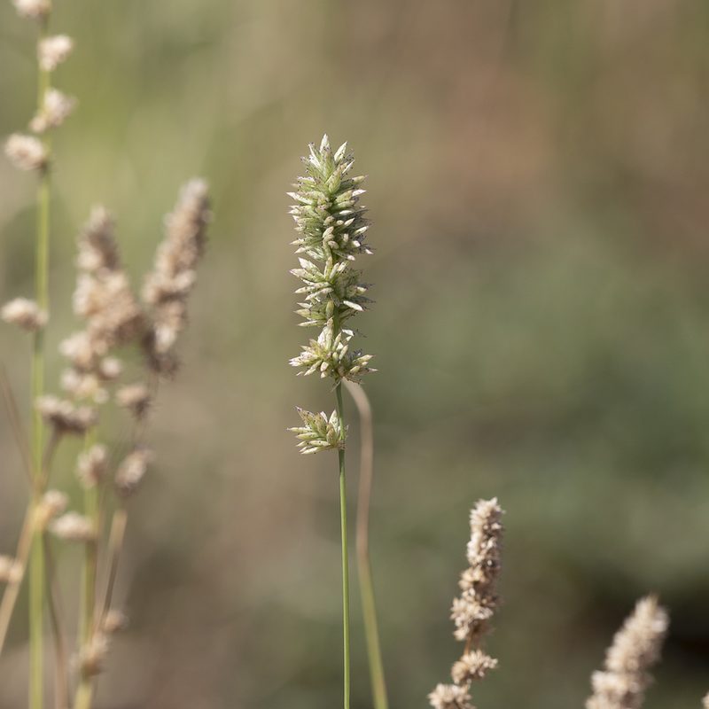 Eragrostis elongata, photographed by Kym Nicolson