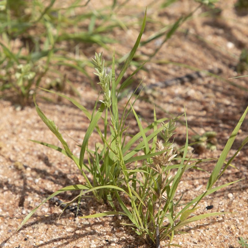 Eragrostis speciosa, photographed by Kym Nicolson