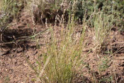 Eragrostis elongata, photographed by Kym Nicolson