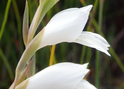 Gladiolus vaginatus, photographed by Nicola van Berkel