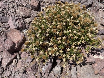 Porophyllum crassifolium, photographed by Sula Vanderplank