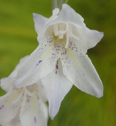 Gladiolus vaginatus, photographed by Nicola van Berkel