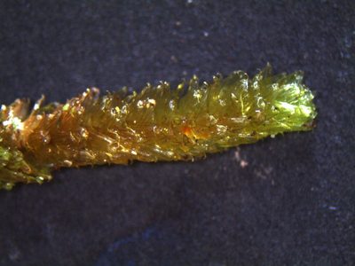 Cladomnion ericoides, photographed by John Steel