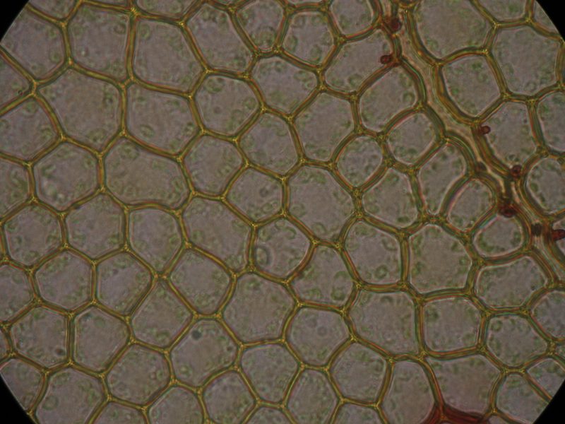 Distichophyllum pulchellum, photographed by John Steel