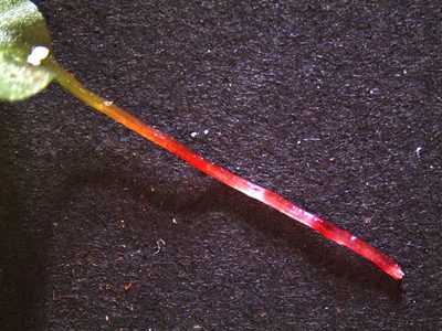 Symphyogyna subsimplex, photographed by John Steel