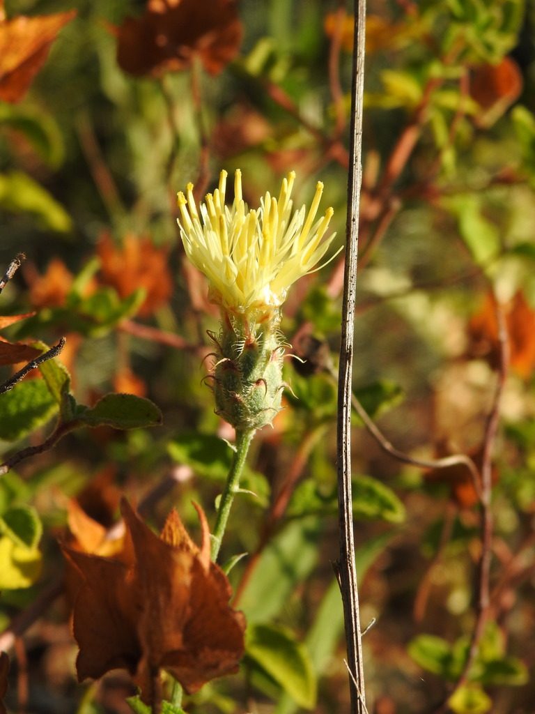 Centaurea occasus, photographed by Duarte Frade