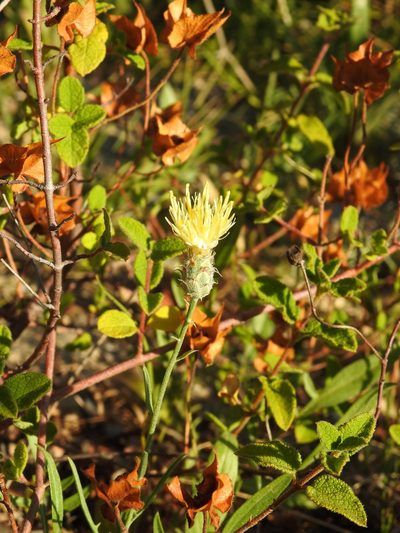 Centaurea occasus, photographed by Duarte Frade