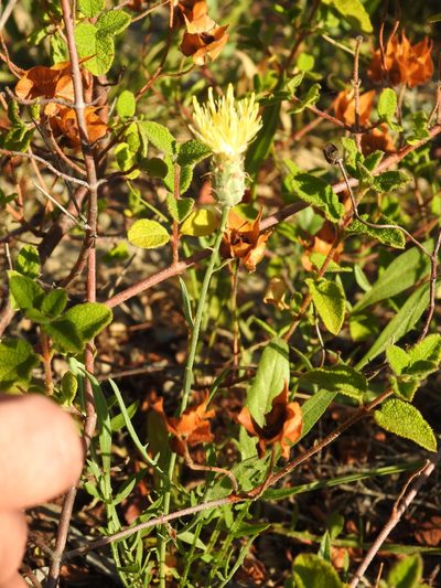 Centaurea occasus, photographed by Duarte Frade