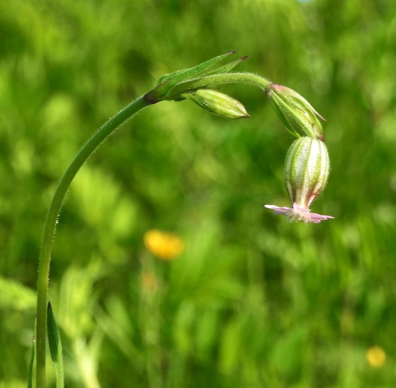Silene aprica, photographed by Анна Васильченко