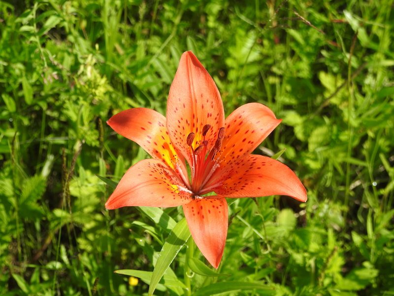 Lilium pensylvanicum, photographed by Анна Васильченко