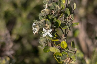 Correa alba, photographed by Andrew Allen