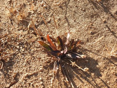 Plantago serraria, photographed by Duarte Frade