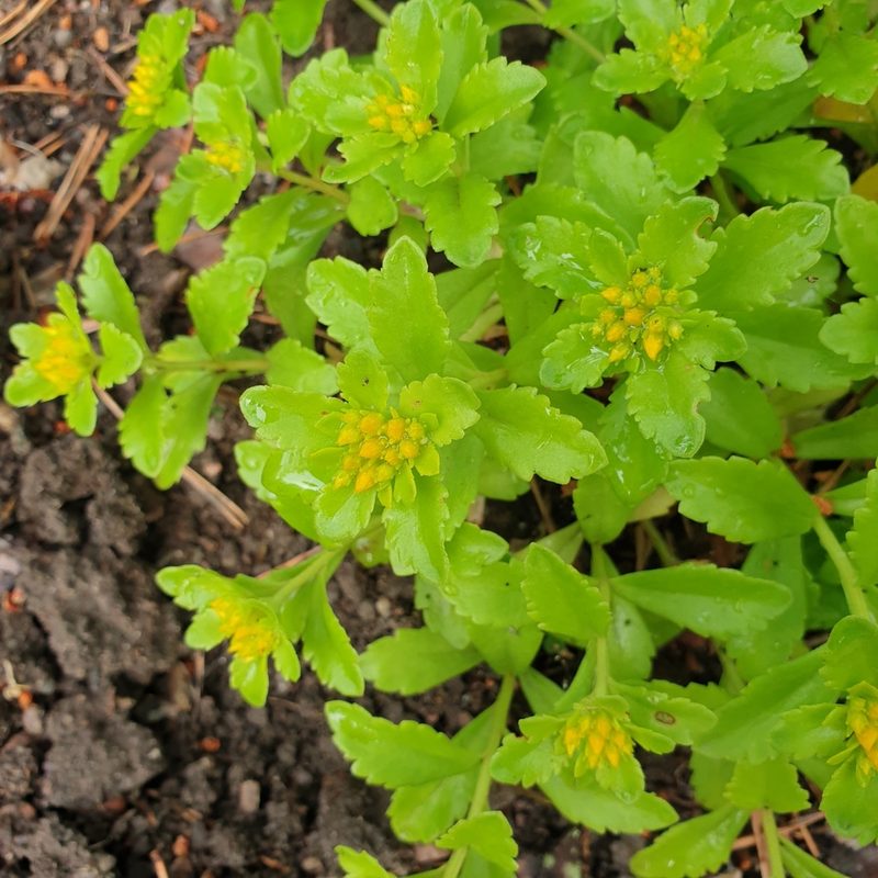 Phedimus ellacombeanus, photographed by Cilla Moerman