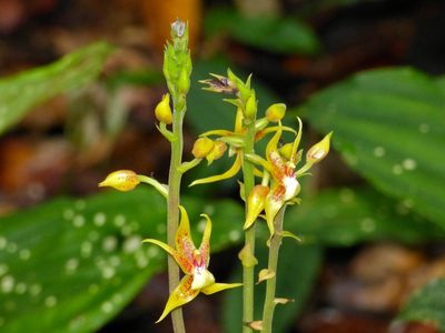 Plocoglottis plicata, photographed by Bernard DUPONT