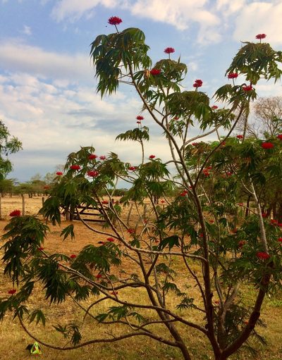 Jatropha multifida, photographed by Sergio Hernando Álvarez Garnica