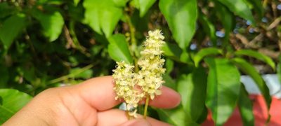Trichostigma octandrum, photographed by ritirene