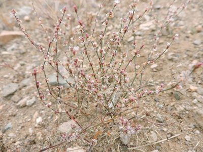 Eriogonum palmerianum, photographed by Sam Kieschnick