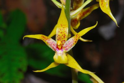 Plocoglottis plicata, photographed by Bernard DUPONT