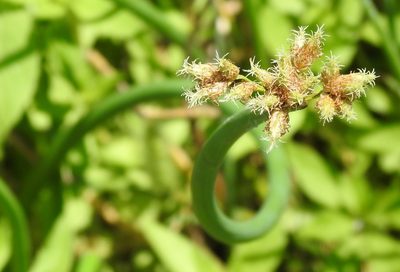 Schoenoplectus acutus, photographed by saltyhiker