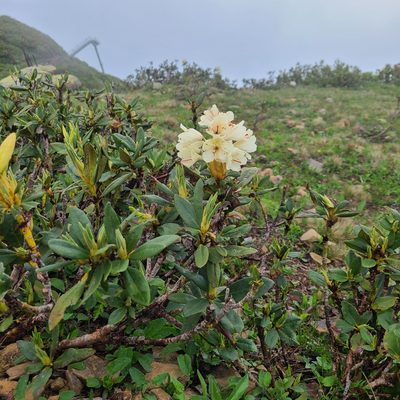 Rhododendron caucasicum, photographed by stn ktn