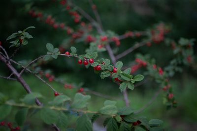 Prunus tomentosa, photographed by Yi CHEN