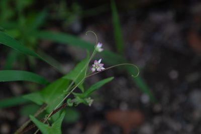 Polygonum senticosum, photographed by Yi CHEN