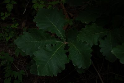 Quercus mongolica, photographed by Yi CHEN