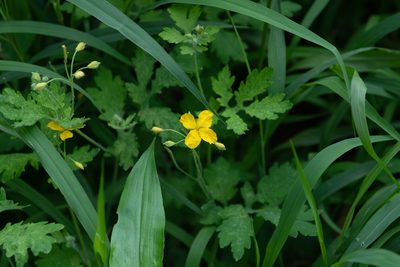 Chelidonium asiaticum, photographed by Yi CHEN