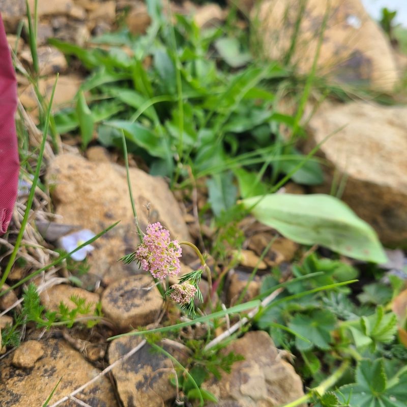 Carum meifolium, photographed by stn ktn