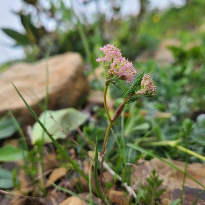 Carum meifolium, photographed by stn ktn