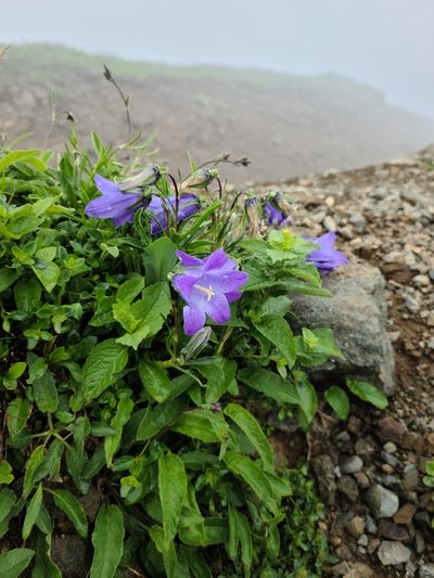 Campanula saxifraga, photographed by stn ktn