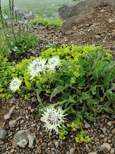 Centaurea cheiranthifolia, photographed by stn ktn
