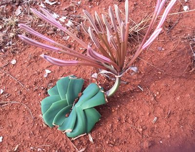 Ammocharis tinneana, photographed by tlaloc27