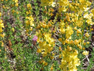 Hypericum hyssopifolium, photographed by Emanuele Santarelli