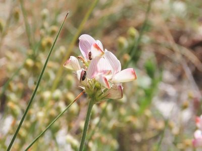 Onobrychis alba, photographed by Emanuele Santarelli